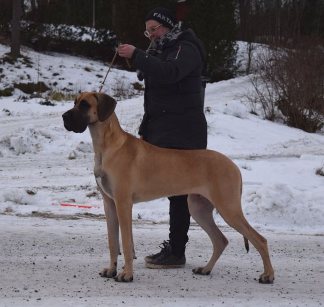 Dog Photo