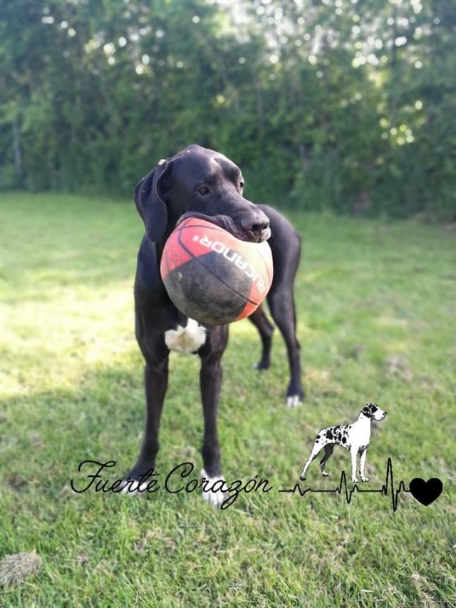 Dog Photo