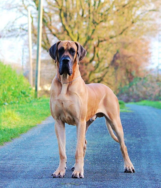 Dog Photo