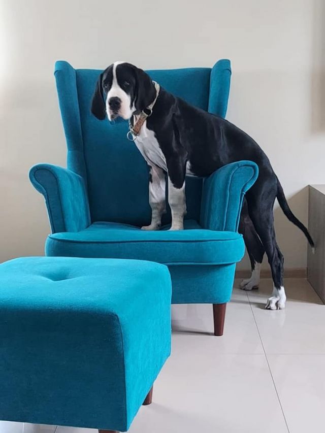 Dog Photo