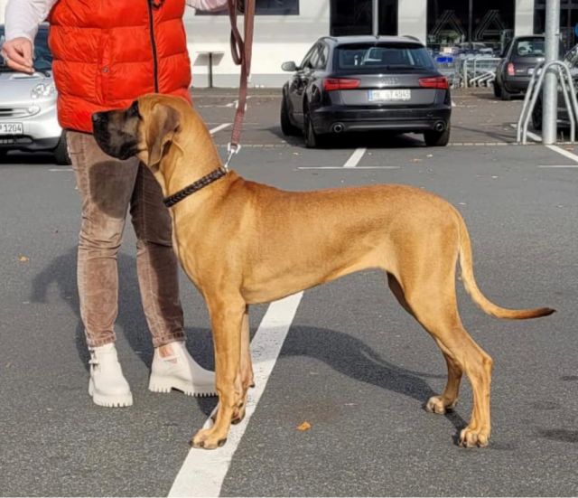 Dog Photo
