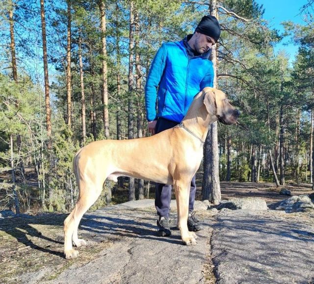 Dog Photo