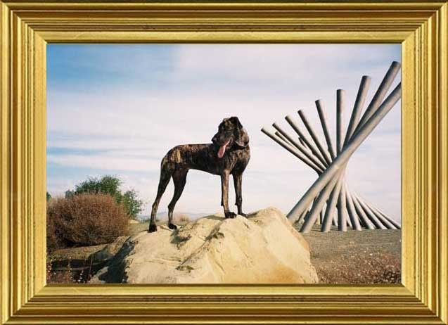 Dog Photo