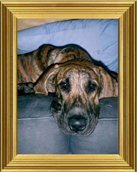 Dog Photo