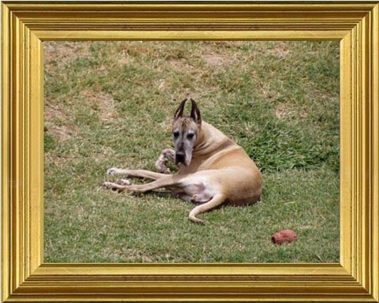 Dog Photo
