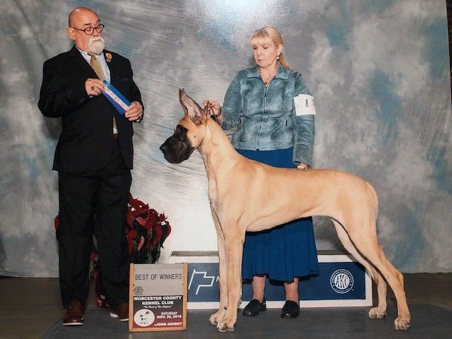 Dog Photo