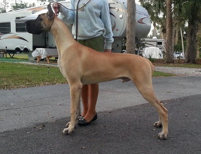 Dog Photo