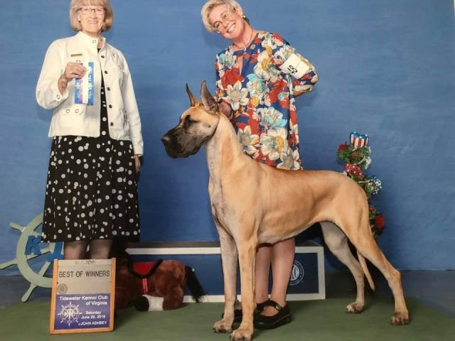 Dog Photo