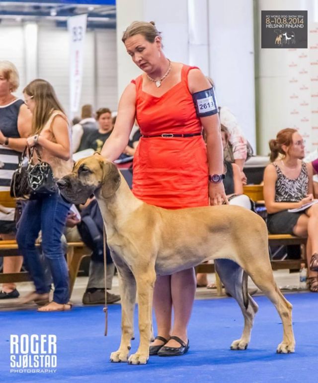 Dog Photo