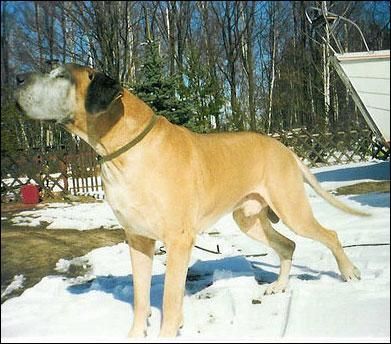 Dog Photo