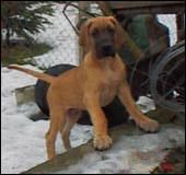 Dog Photo