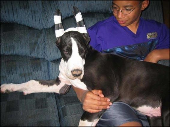 Dog Photo