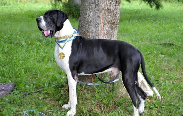 Dog Photo