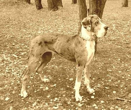 Dog Photo