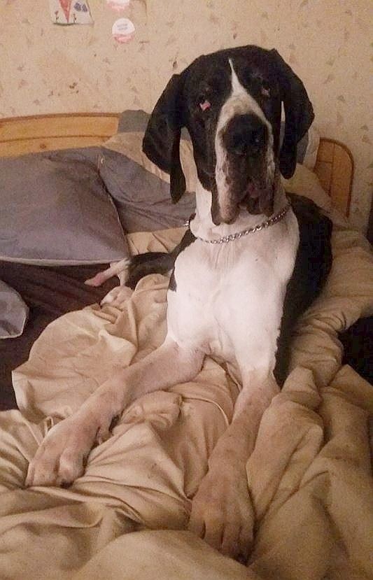 Dog Photo