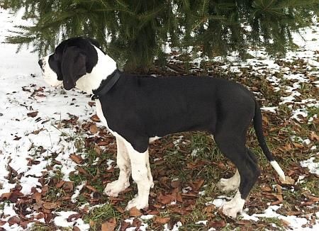 Dog Photo