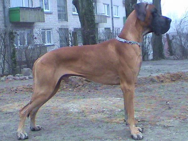 Dog Photo