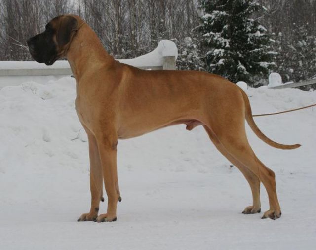 Dog Photo