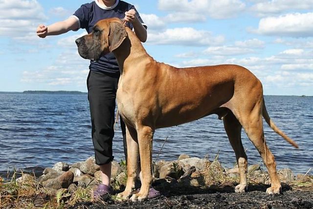 Dog Photo