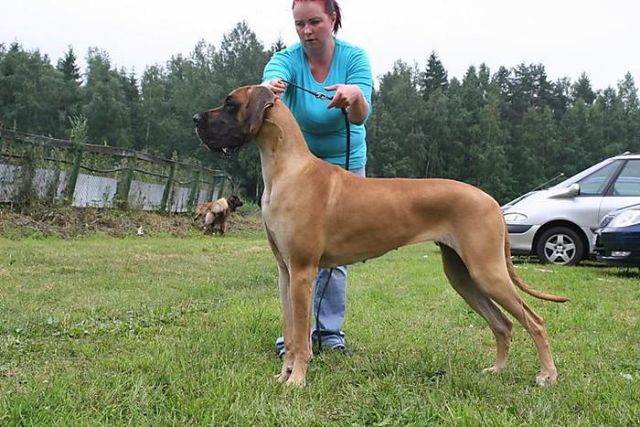 Dog Photo