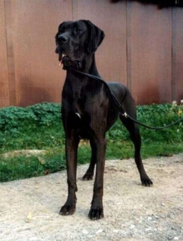 Dog Photo