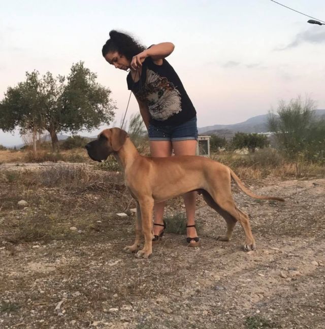 Dog Photo