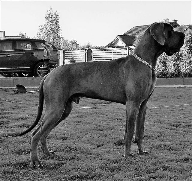 Dog Photo