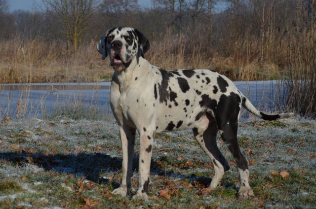 Dog Photo