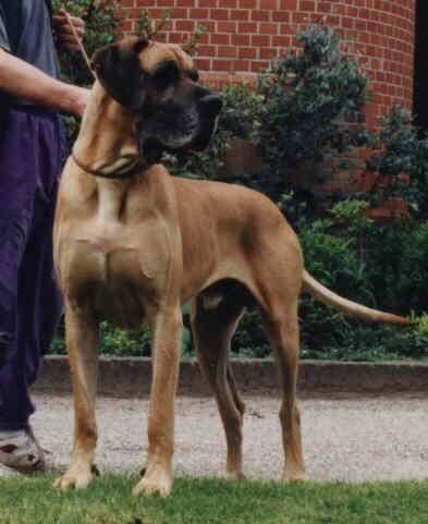 Dog Photo