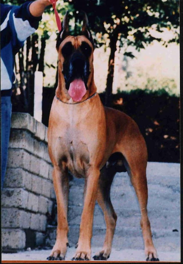 Dog Photo