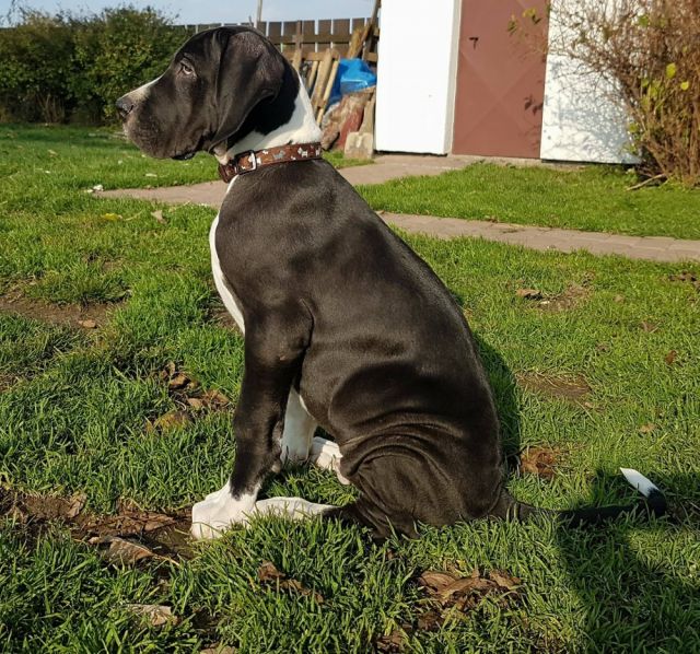 Dog Photo