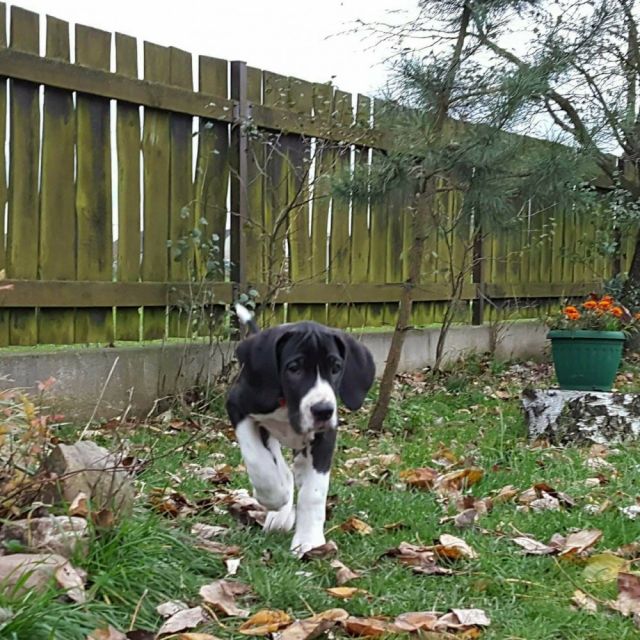 Dog Photo