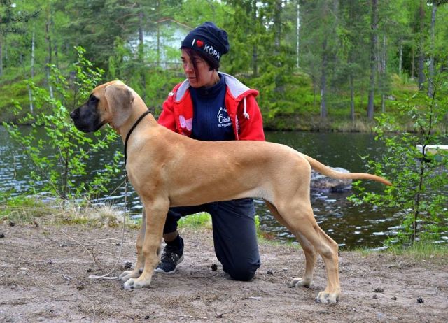Dog Photo