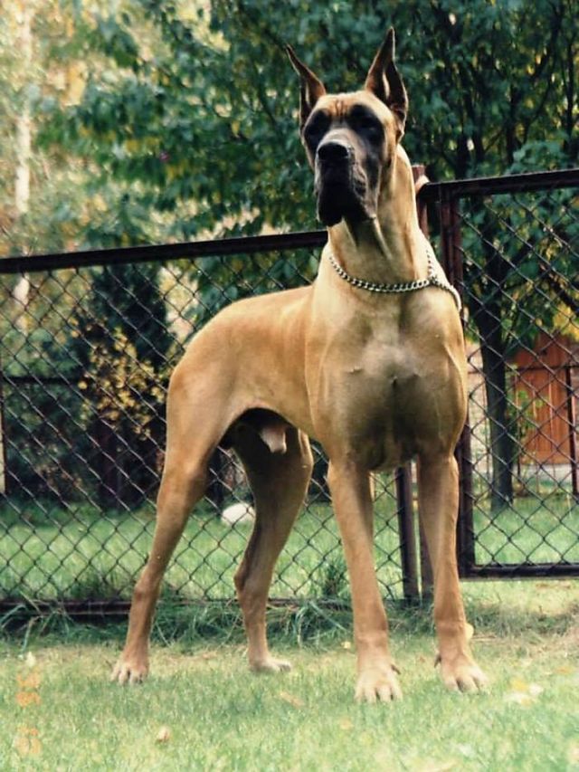 Dog Photo