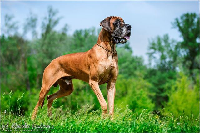 Dog Photo