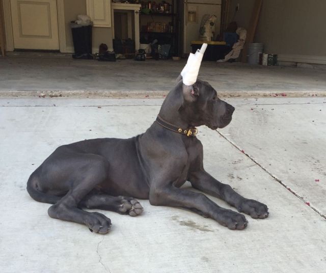 Dog Photo