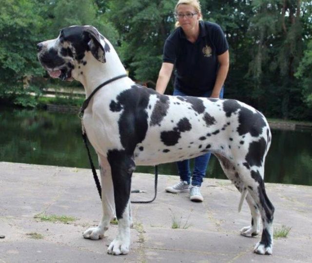 Dog Photo