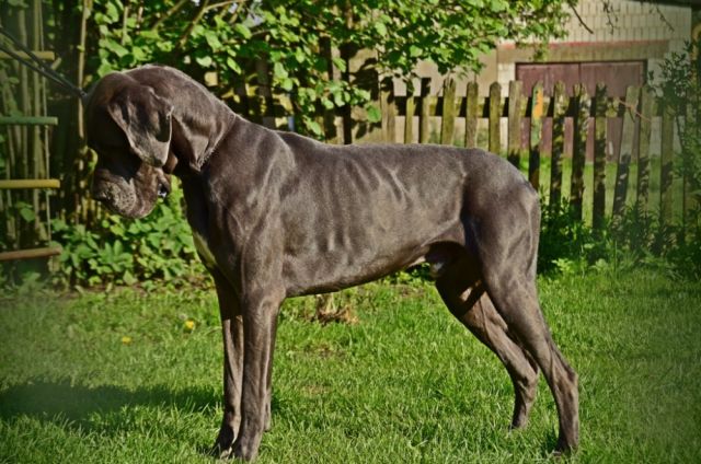 Dog Photo