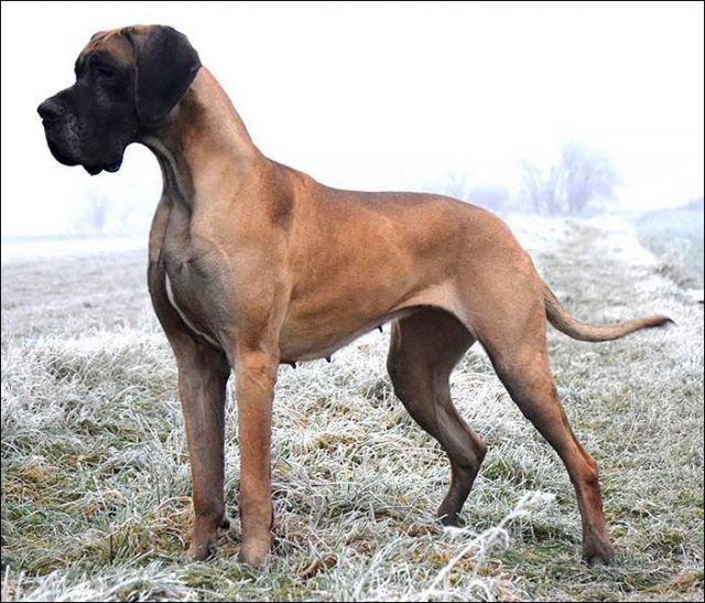 Dog Photo