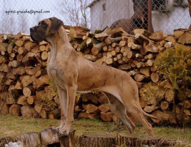 Dog Photo