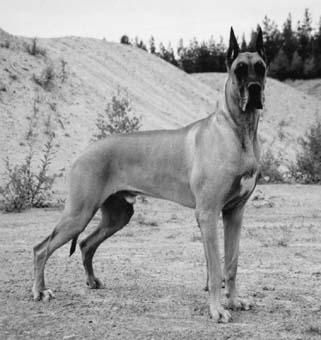 Dog Photo