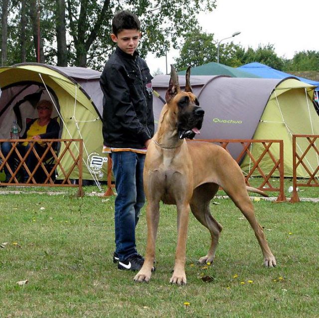 Dog Photo