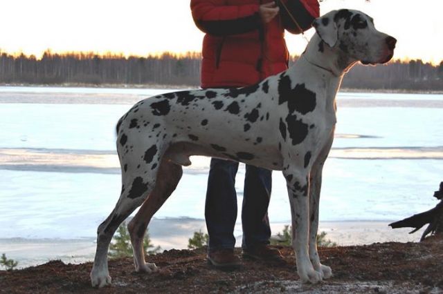 Dog Photo