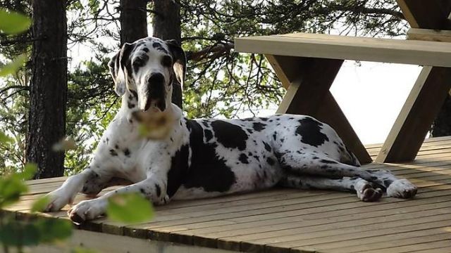 Dog Photo