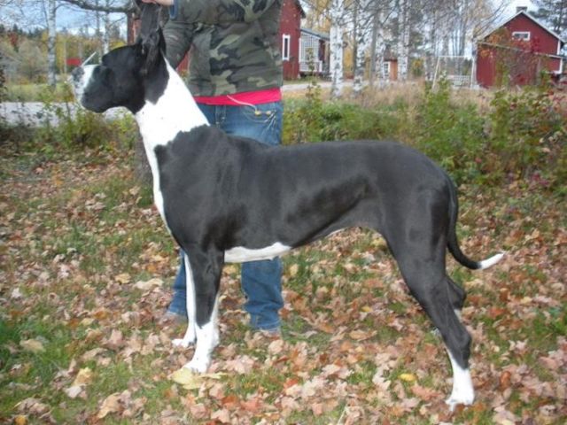 Dog Photo