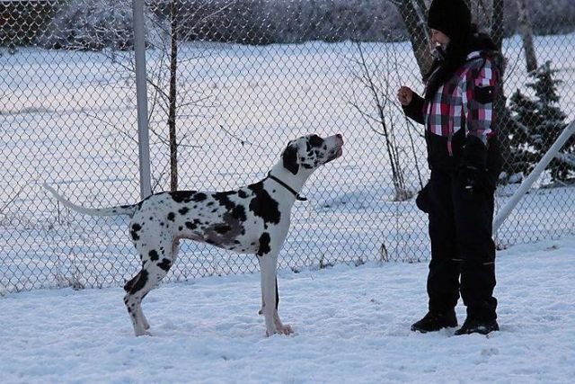 Dog Photo