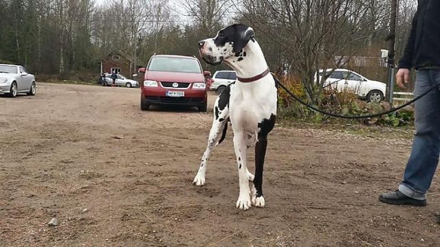 Dog Photo