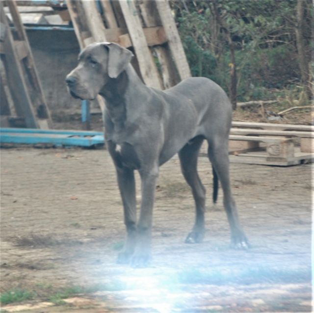 Dog Photo