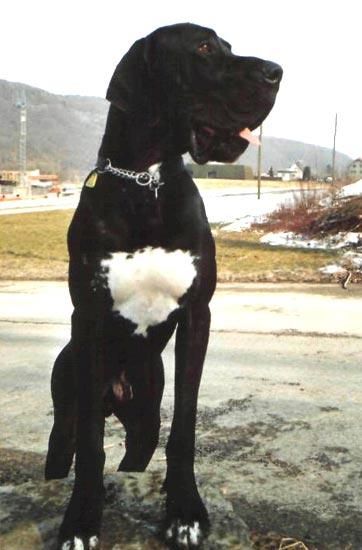 Dog Photo