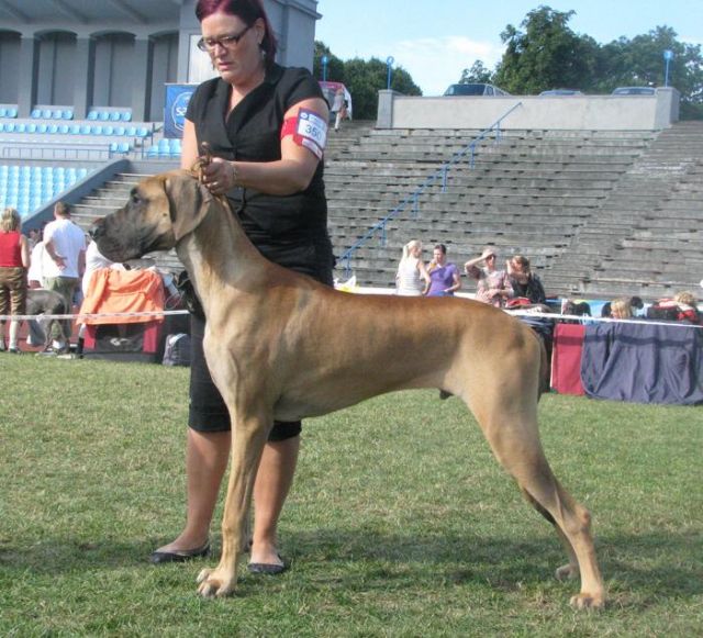 Dog Photo